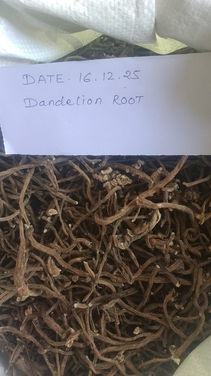 Dry Dandelion root - Uttarakhand Cultivated (25 Kg) - Packed Dec 25/Expiry Nov 26