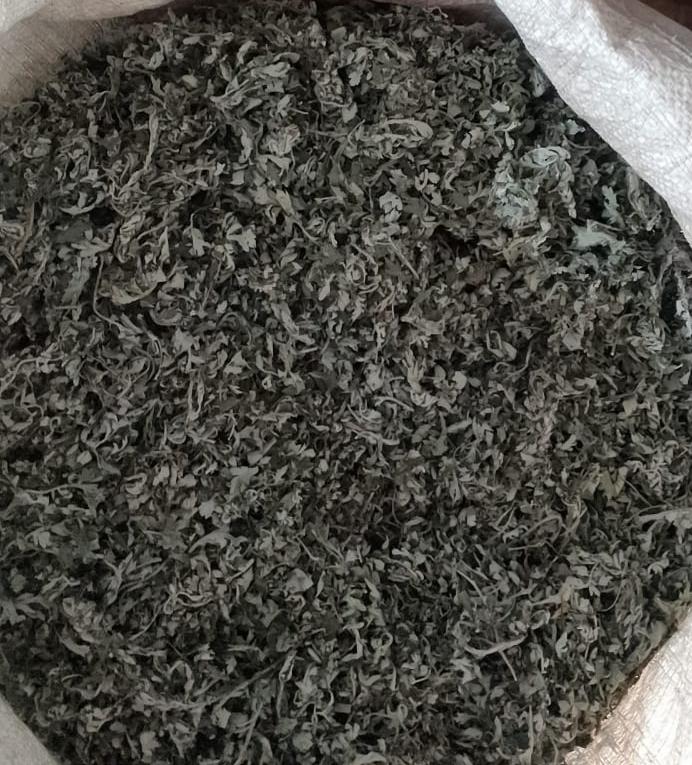 Dry Mugwort leaves (3 Kg) - Packed Dec 25/Expiry May 26
