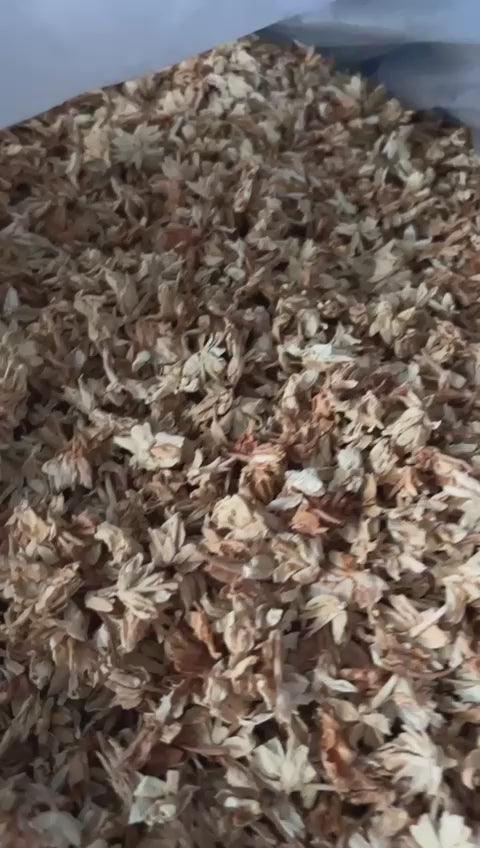 Jasmine Flower - Jasminum Spp